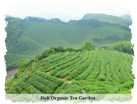 Tea Origin