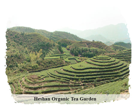 Tea wholesale