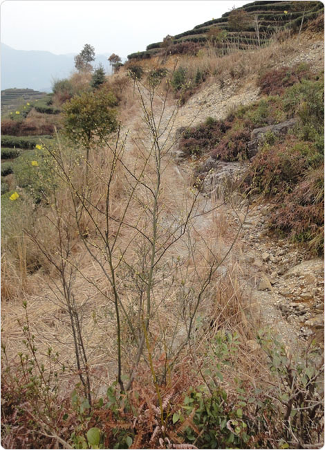 A mix of planted tea trees and natural vegetation to ensure the local ecosystem is balanced