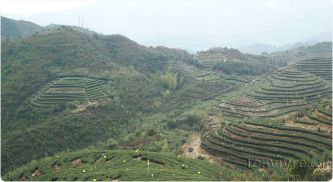 Scenery of Organic tea garden in Fujian Province