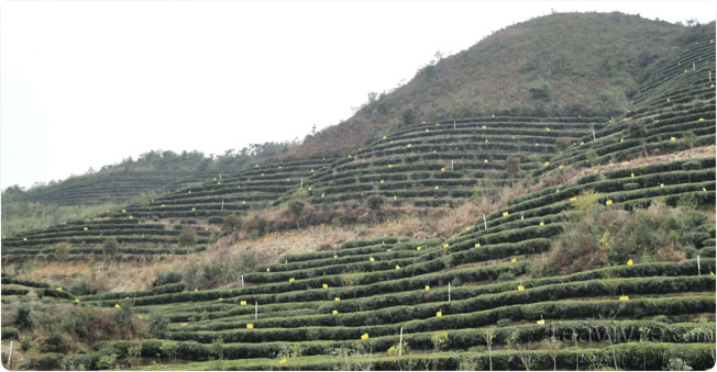 The hills covered in small yellow signs