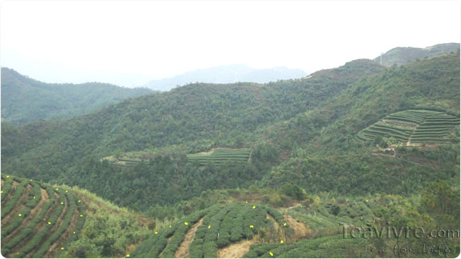 Looking around the organic tea gardens