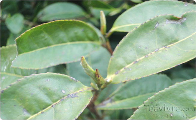 The tea trees are beginning Spring growth