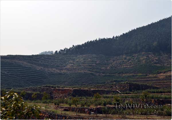 tian mu  tea garden