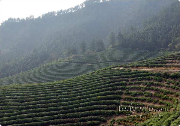 tian mu  tea garden