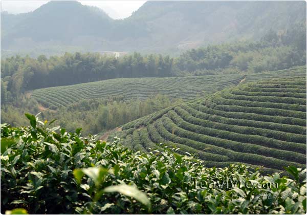 tian mu  tea garden