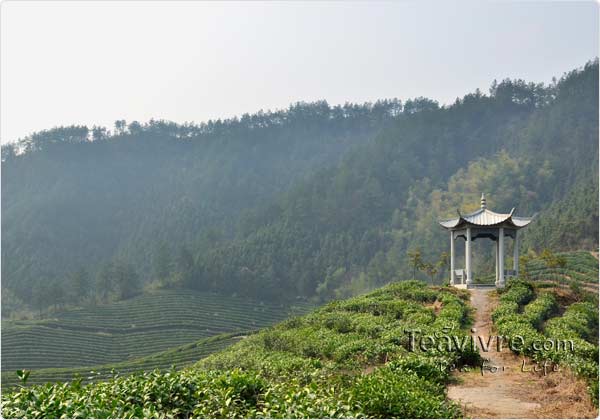 tian mu  tea garden