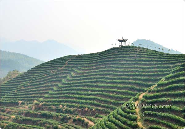 tian mu  tea garden