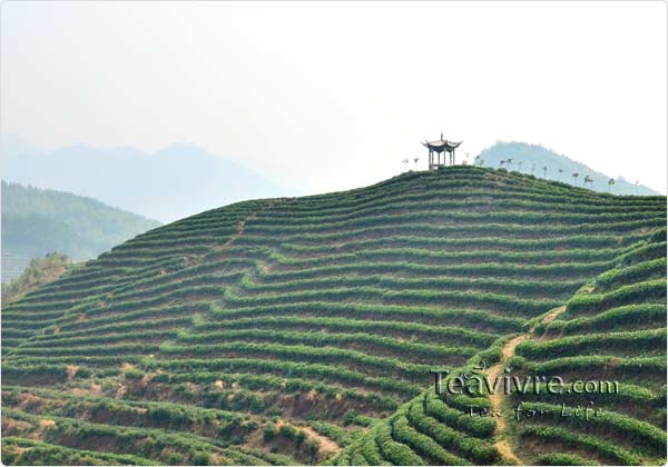 tian mu  tea garden