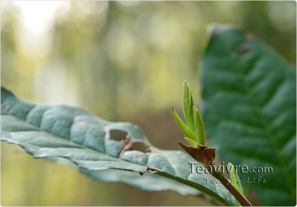 tian mu  tea garden