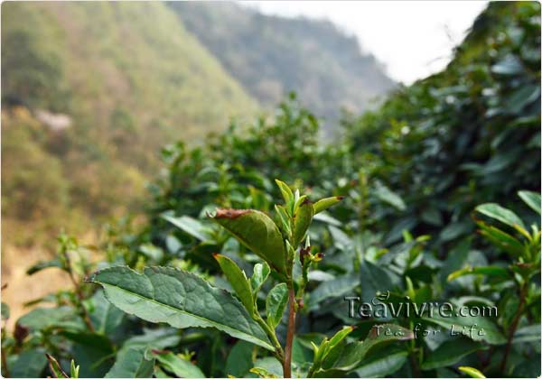 tian mu  tea garden