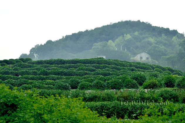 shifeng mountain longjing tea garden