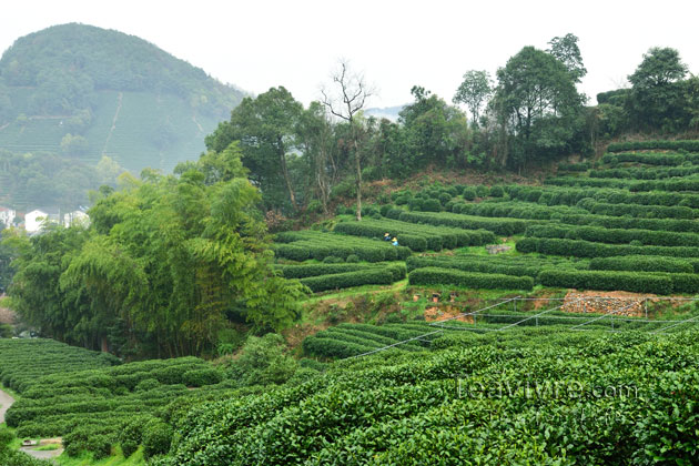 shifeng mountain longjing tea garden