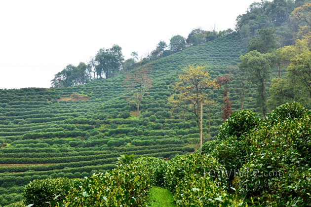 shifeng mountain longjing tea garden