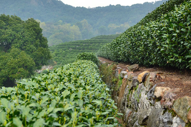 shifeng mountain longjing tea garden