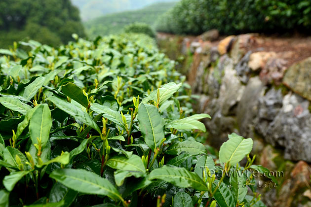 shifeng mountain longjing tea garden