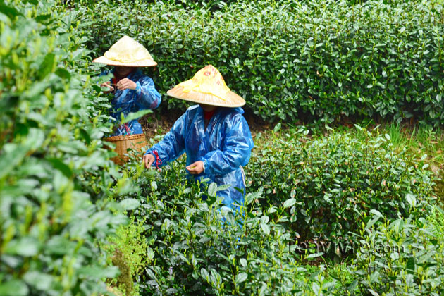 shifeng mountain longjing tea garden