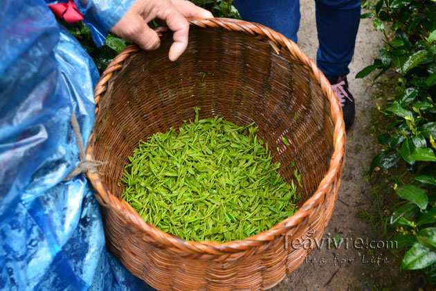 shifeng mountain longjing tea garden