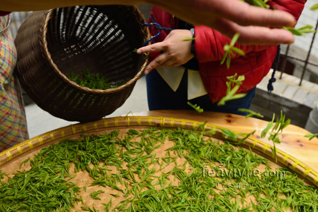 shifeng mountain longjing tea garden