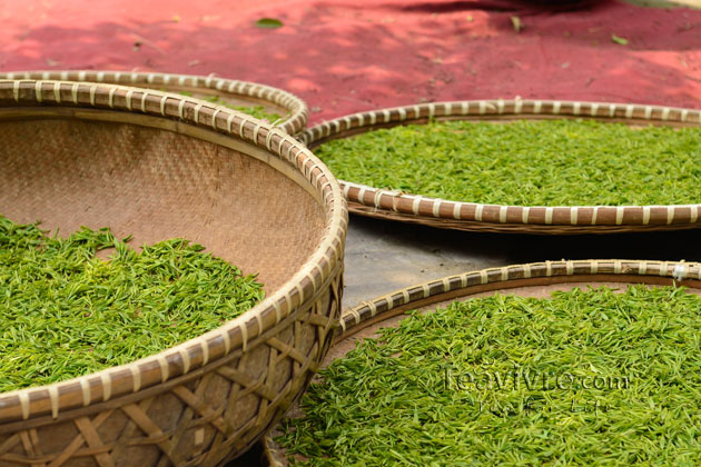 shifeng mountain longjing tea garden