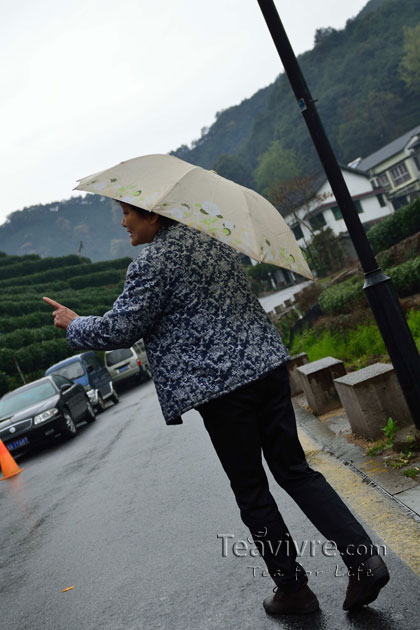 shifeng mountain longjing tea garden