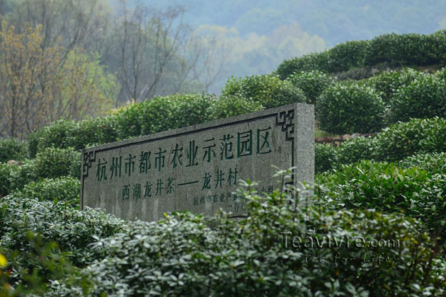 shifeng mountain longjing tea garden