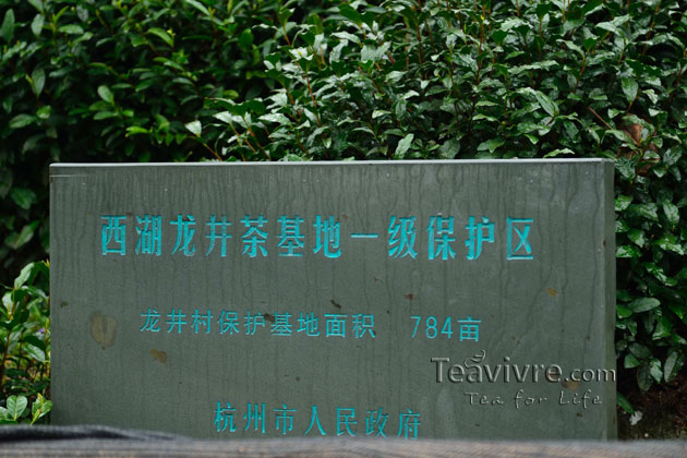 shifeng mountain longjing tea garden