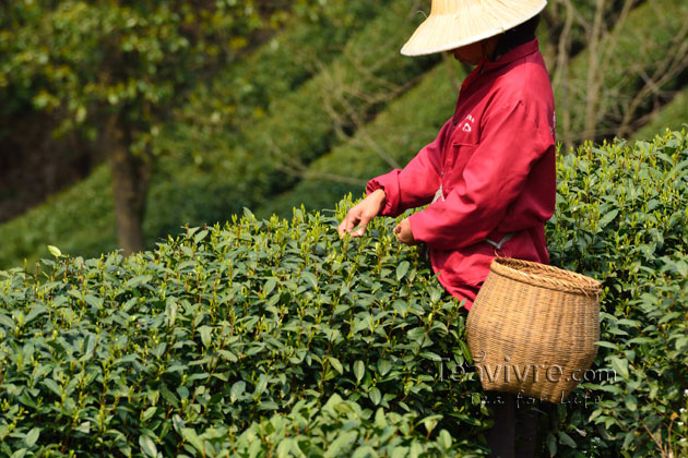 shifeng mountain longjing tea garden