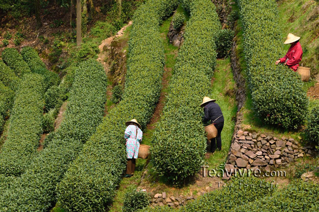 shifeng mountain longjing tea garden