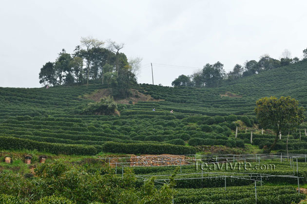 shifeng mountain longjing tea garden