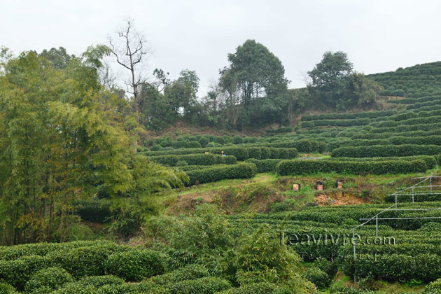 shifeng mountain longjing tea garden