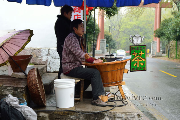 shifeng mountain longjing tea garden