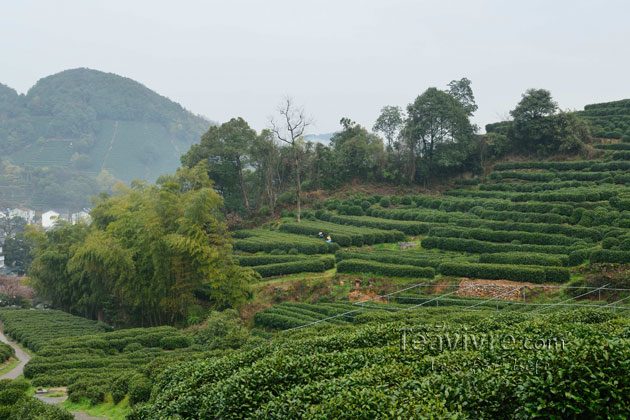 shifeng mountain longjing tea garden