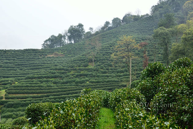 shifeng mountain longjing tea garden