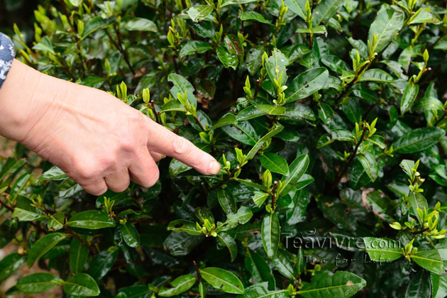 shifeng mountain longjing tea garden