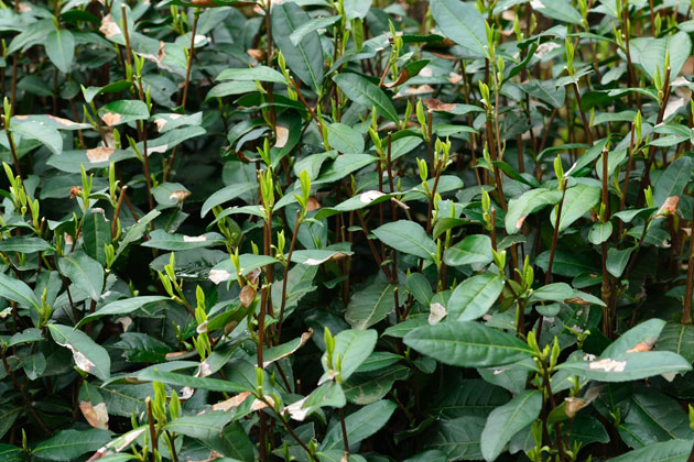 shifeng mountain longjing tea garden