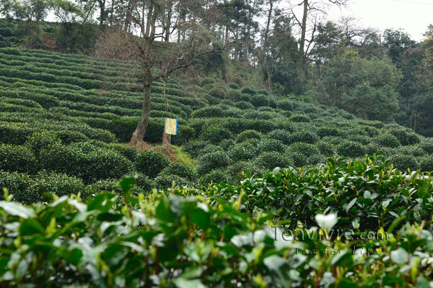 shifeng mountain longjing tea garden