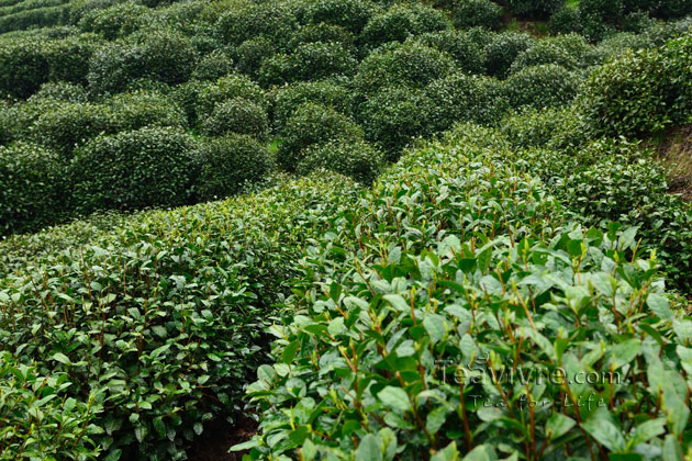 shifeng mountain longjing tea garden