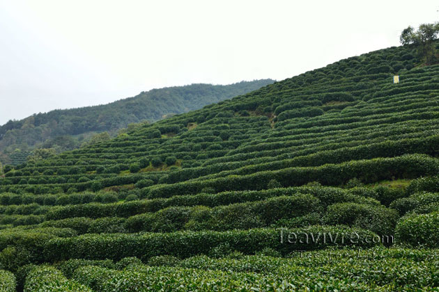 shifeng mountain longjing tea garden