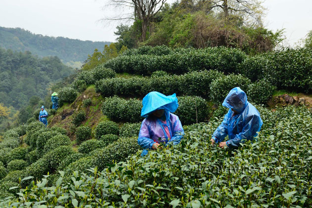 shifeng mountain longjing tea garden