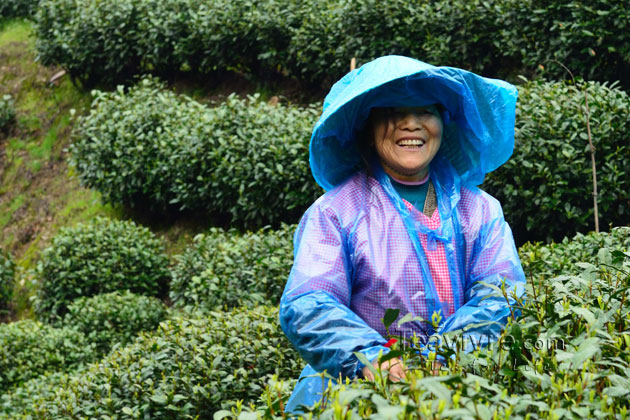 shifeng mountain longjing tea garden