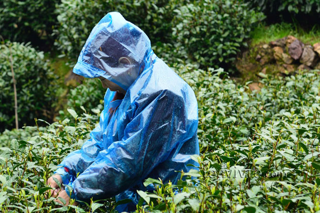 shifeng mountain longjing tea garden