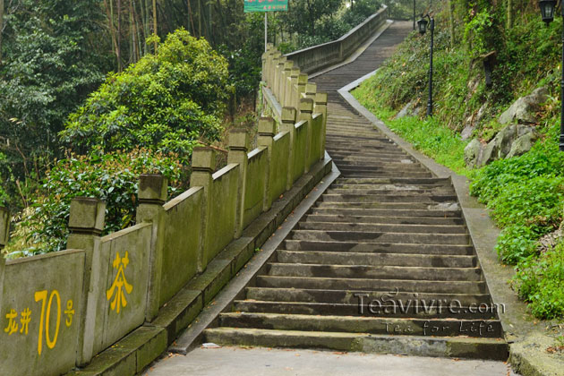 shifeng mountain longjing tea garden