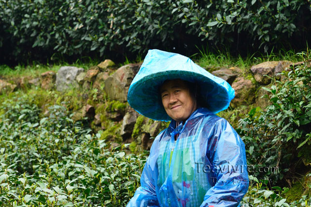 shifeng mountain longjing tea garden