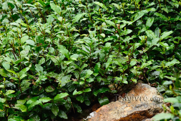 shifeng mountain longjing tea garden