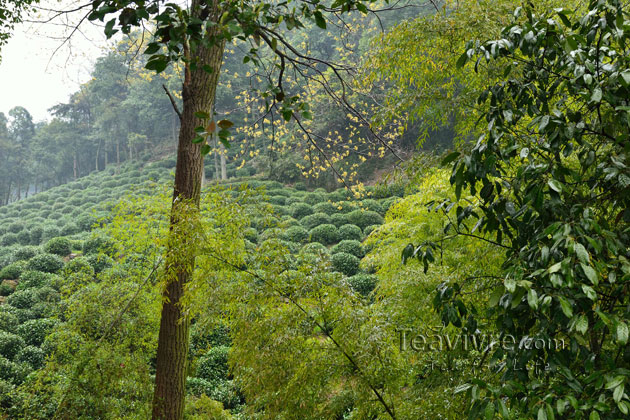 shifeng mountain longjing tea garden