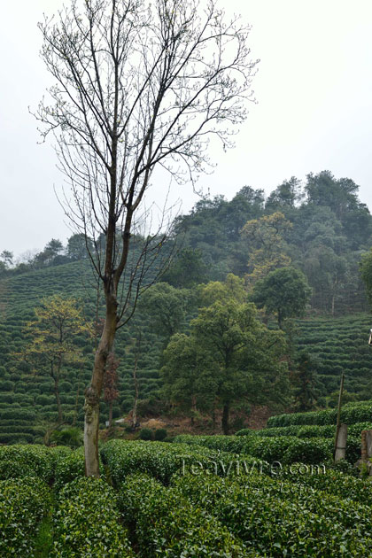 shifeng mountain longjing tea garden