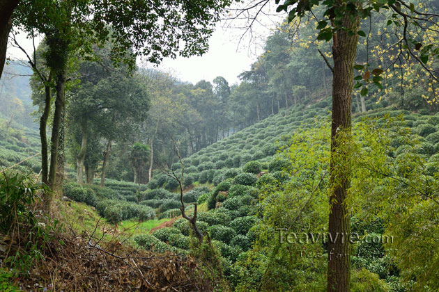 shifeng mountain longjing tea garden