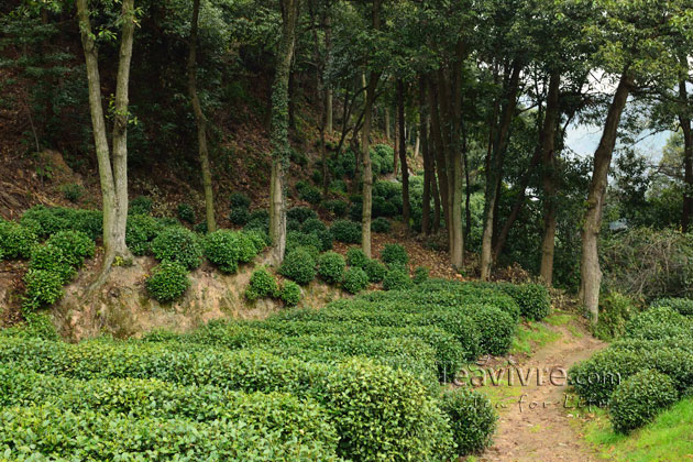 shifeng mountain longjing tea garden