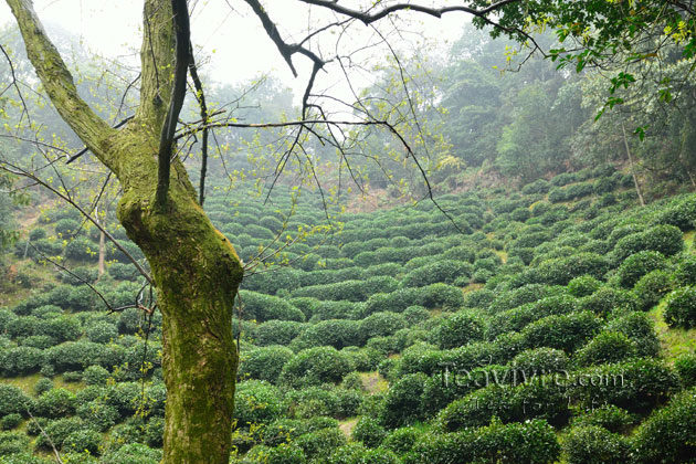 shifeng mountain longjing tea garden